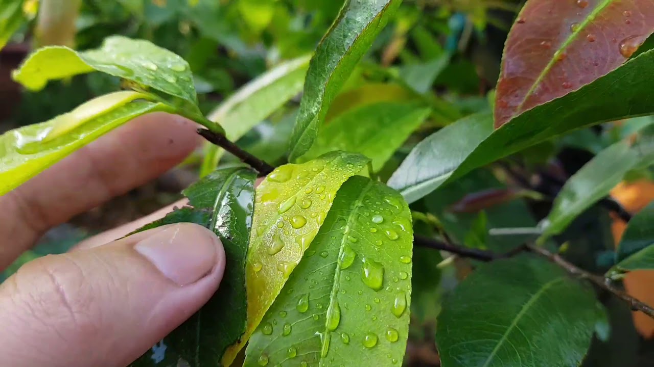 Tết Nữa Năm 😅 Chăm Sóc Cây Mai Tháng 05 Âm Lịch