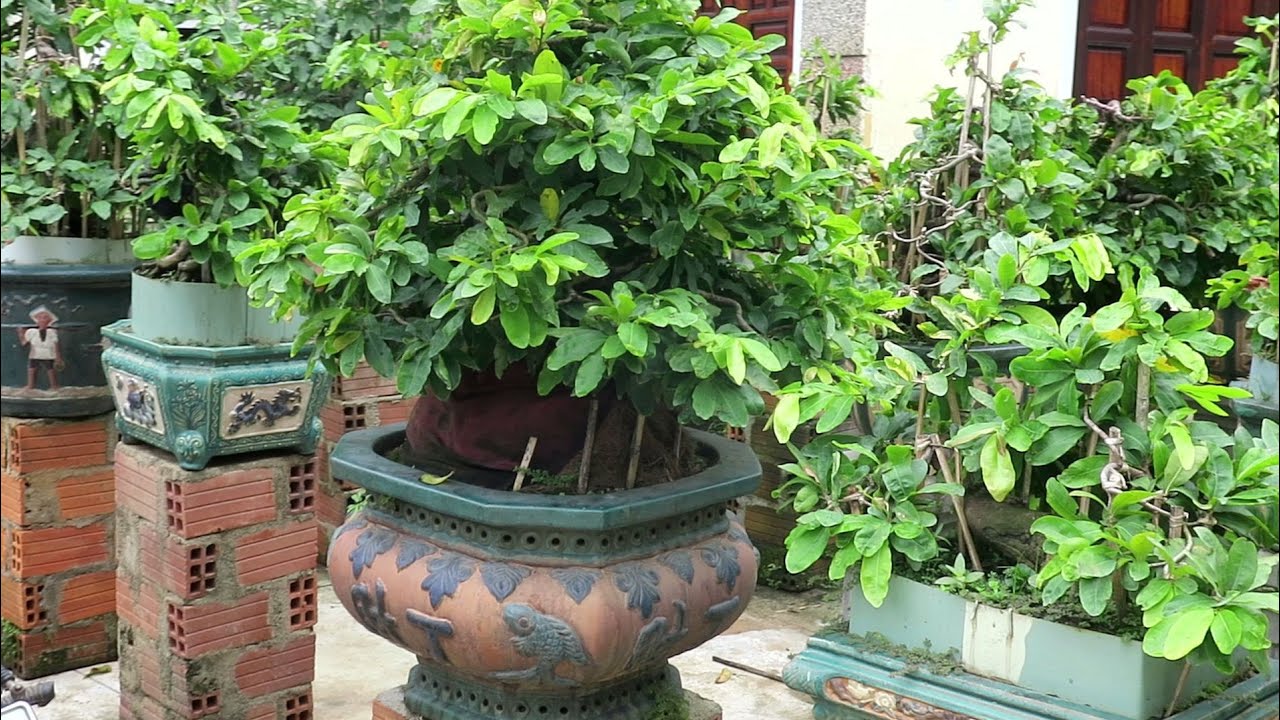 Tham quan vườn mai bonsai  chú 3 Lâm và xem chú Quý ghép mầm.