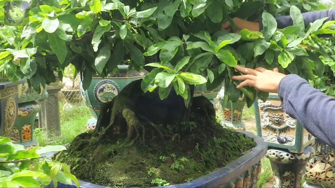 Tham quan vườn mai bonsai khủng Quốc Hòa (thôn Háo Đức ,An Nhơn)