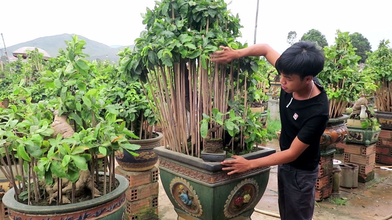 Tham quan vườn mai bonsai khủng của chú Hoàng P2 (Thanh Liêm,Nhơn An,An Nhơn)