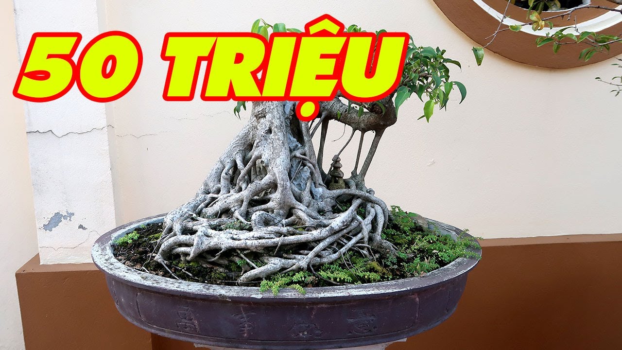 Thăm sân vườn nhà chú Chính ở Bắc Ninh, gặp cây Si Bonsai 50 triệu chú chưa bán