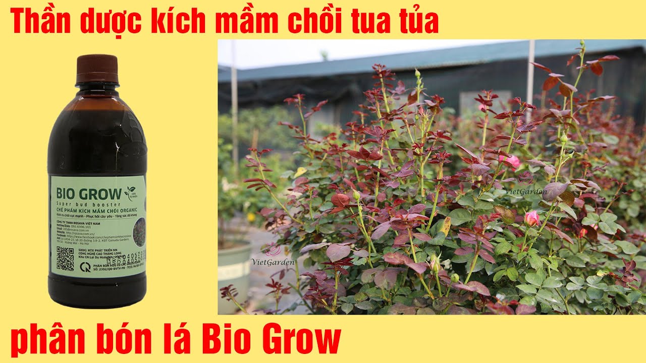 Thần dược kích mầm chồi tua tủa - phân bón lá Bio Grow