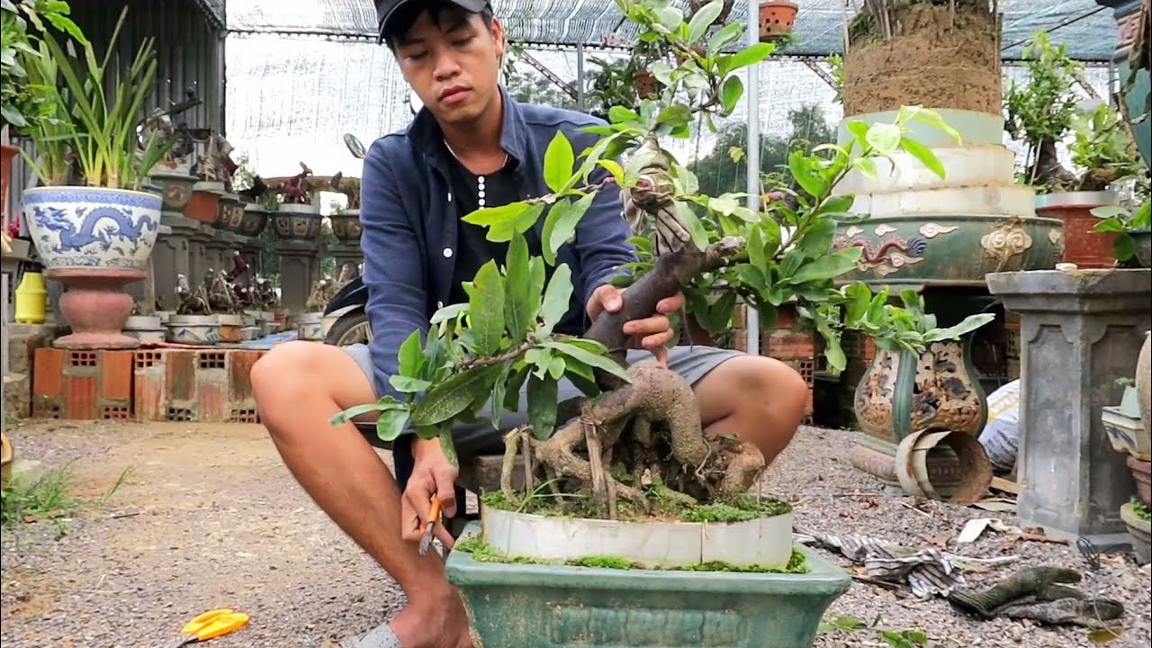 Tháo dây cho mai bonsai