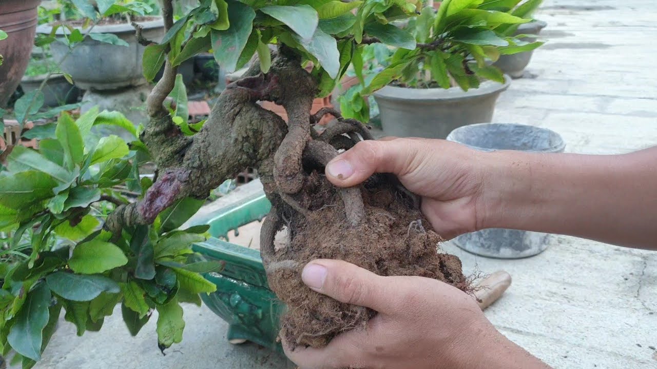 Thay chậu cho mai bonsai củ xù siêu mini mùa nắng