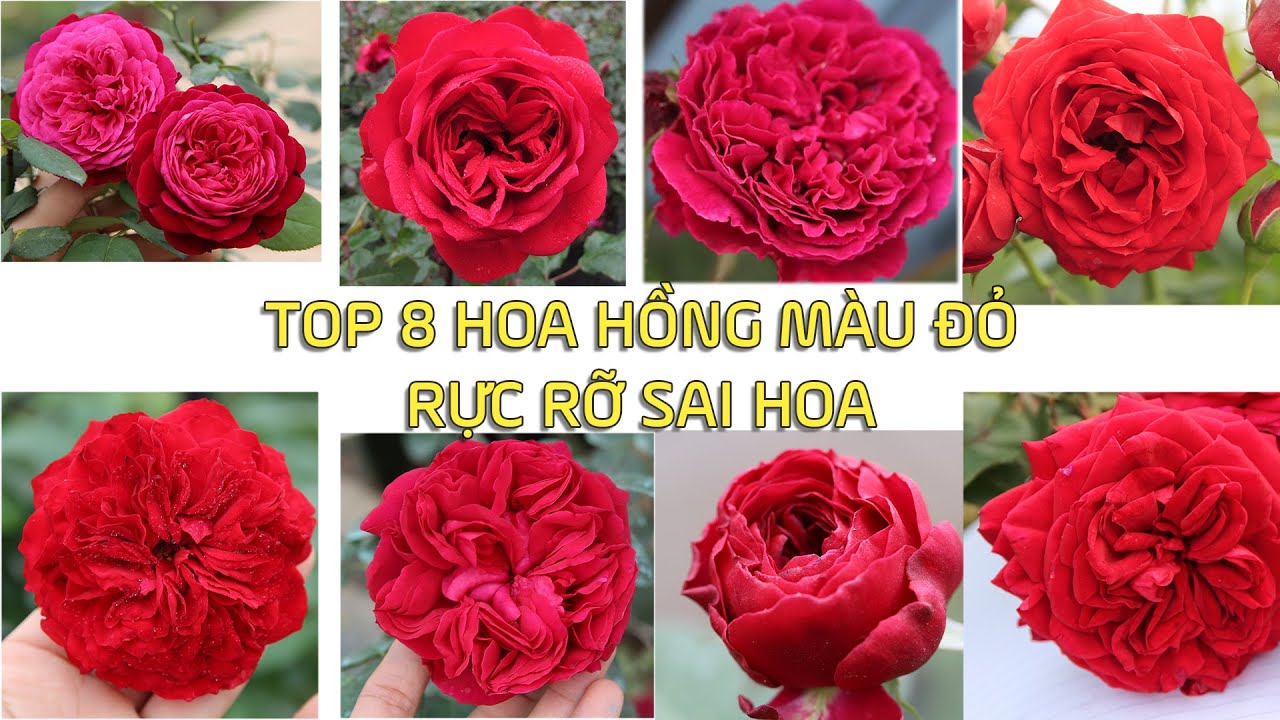 Thề rằng TOP 8 hoa hồng màu đỏ này sẽ làm bạn mê mẩn