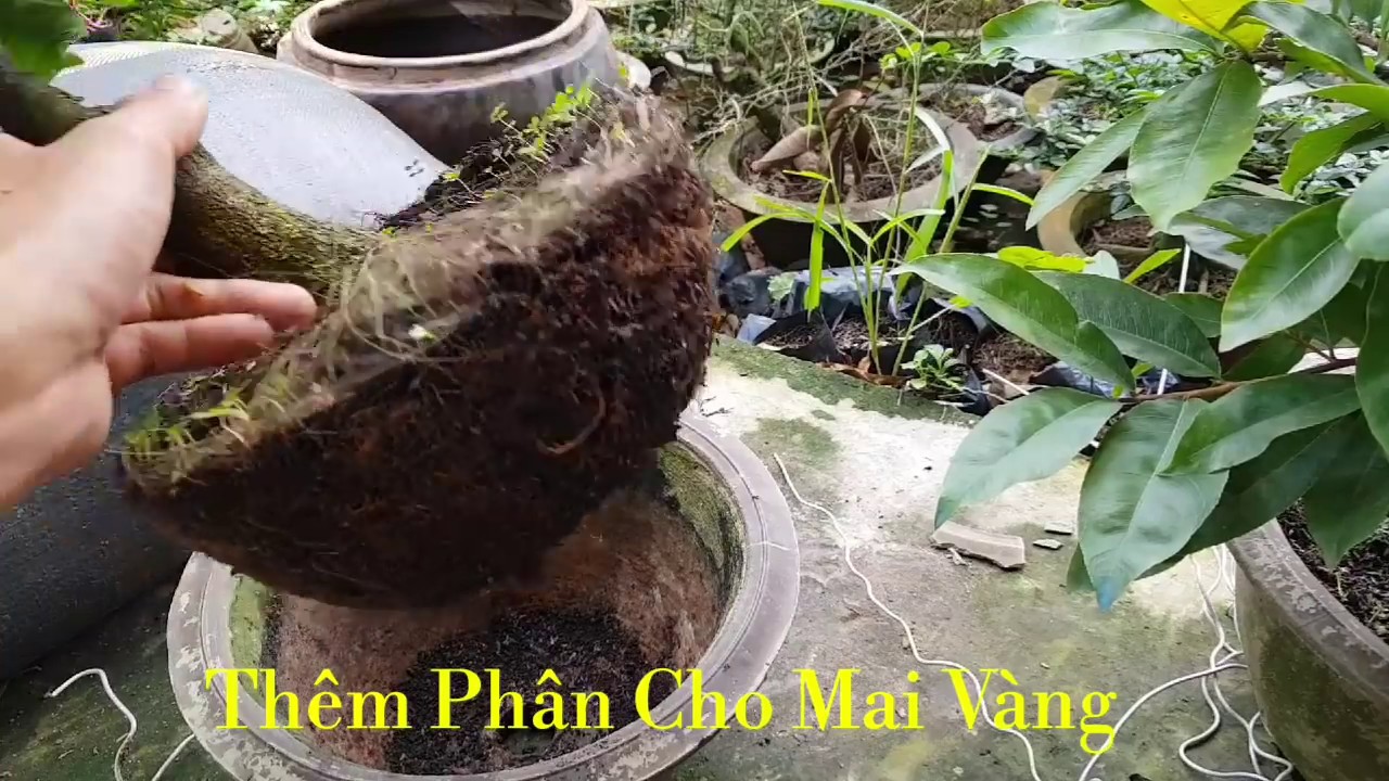 Thêm Phân Thay Chậu Cho Mai Vàng 😊 Mai Phú Tân 1Tr5 😊 06/09/19