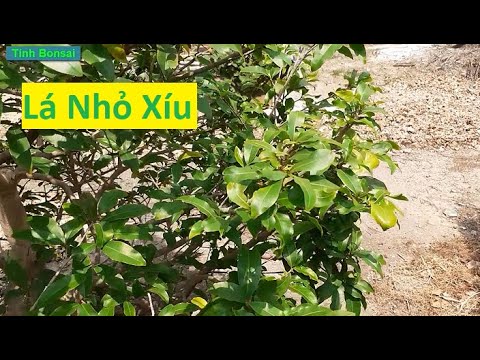 Thiếu Dinh Dưỡng Dẫn Đến Lá Mai Vàng Bị Nhỏ | Tính Bonsai