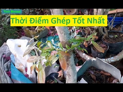 Thời Điểm Ghép Mai Vàng Và Chăm Sóc | Tính Bonsai