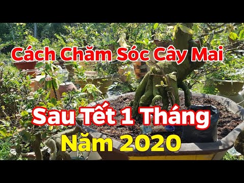 Thực Tế Chăm Sóc Cây Mai Sau Tết 1 Tháng - Dưỡng Lại Những Cây Mai Bông Nhiều Trong Tết 2020