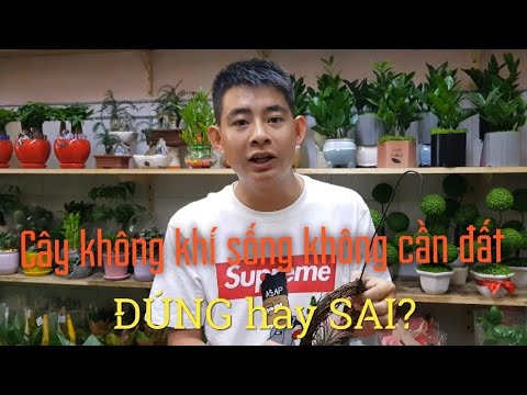 Thực hư về việc cây không khí không có đất vẫn sống tốt?