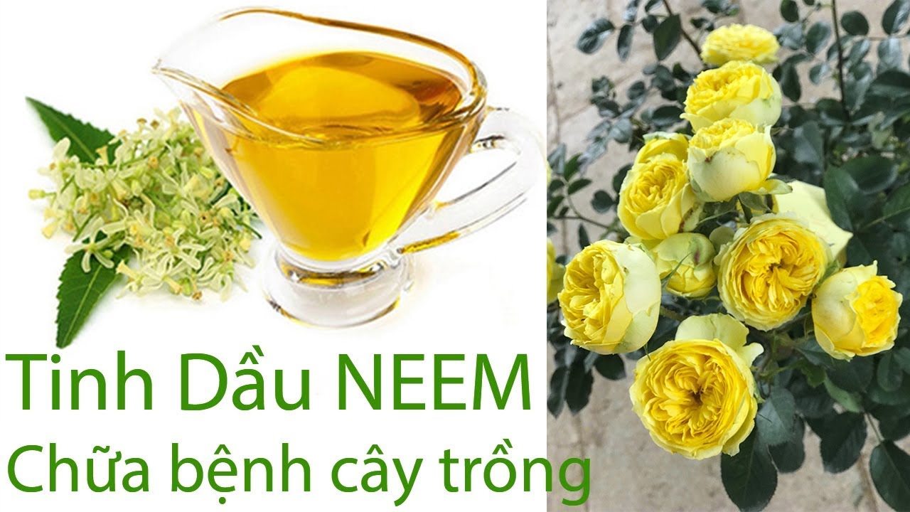 Tiết lộ công dụng tuyệt vời của tinh dầu Neem trong việc chăm sóc hoa hồng