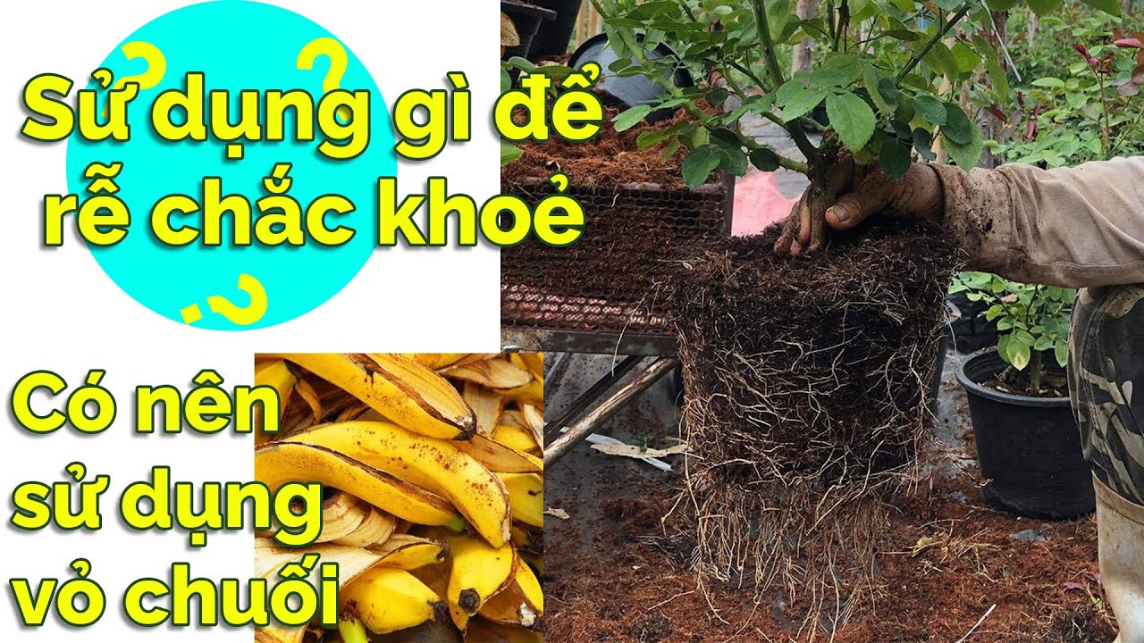 Tiêt lộ siêu phẩm phân kích thích ra rễ Bio Root