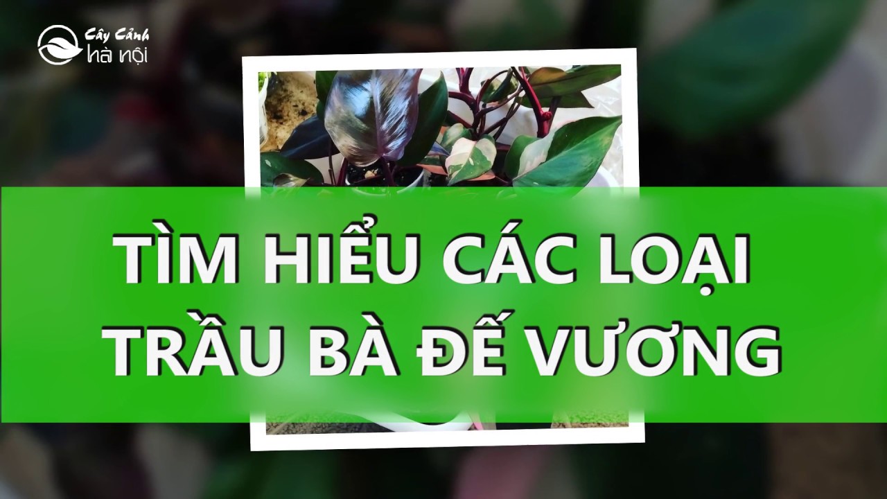 Tìm hiểu các loại Trầu bà đế vương