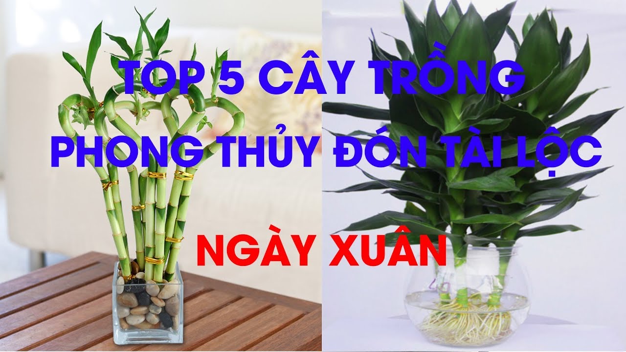 Top 5 cây trồng phong thủy đón tài lộc ngày xuân