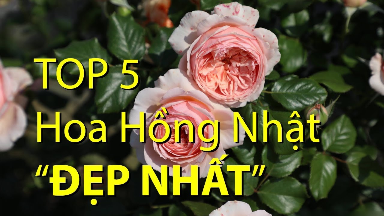 Top 5 hoa hồng Nhật "đẹp nhất" | Top 5 the most "beautiful" Japan roses