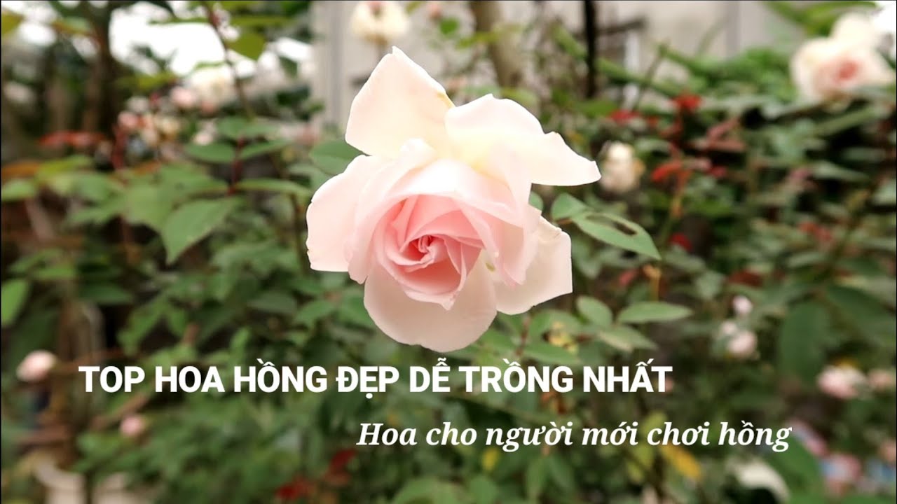 Top hoa Hồng đẹp dễ trồng nhất cho người mới chơi hoa