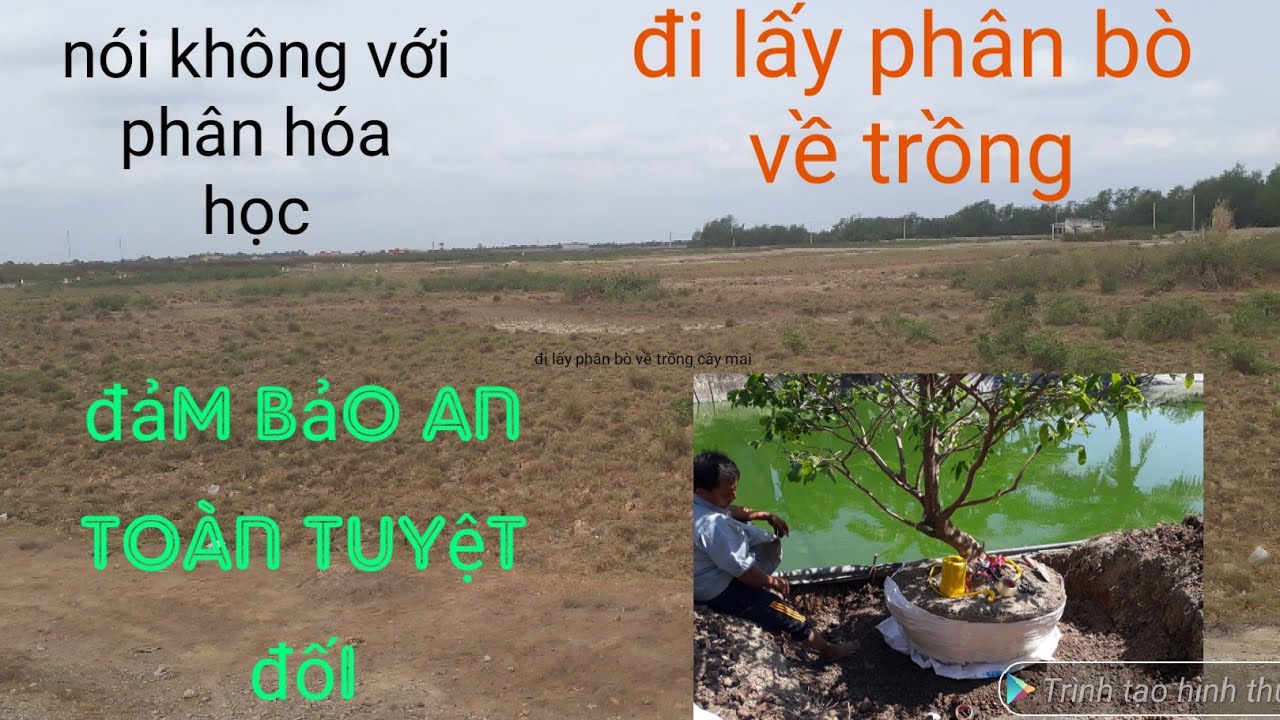 Trải nghiệm thực tế  cách trồng cây mai