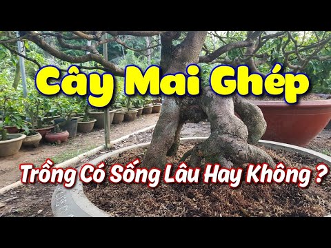 Trồng Cây Mai Ghép - Nhanh Lớn  - Lâu Dài