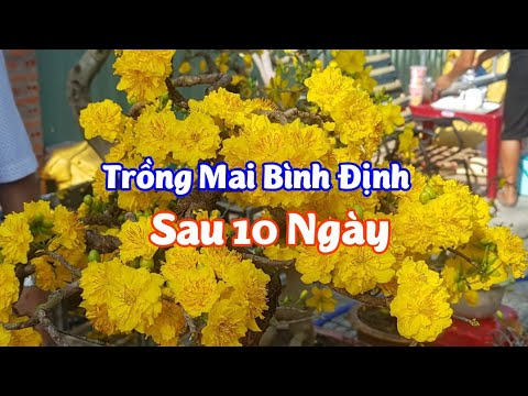 Trồng Lại Mai Bình Định Sau 10 Ngày - 03 Tháng 05 Năm 2020