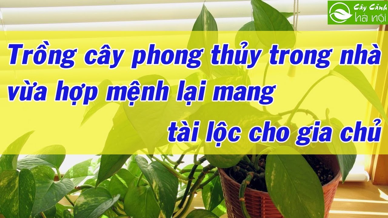 Trồng cây phong thủy trong nhà vừa hợp mệnh lại mang tài lộc cho gia chủ