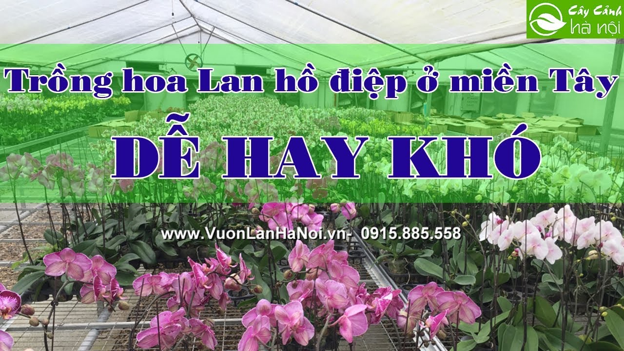 Trồng lan hồ điệp ở miền Tây dễ hay khó