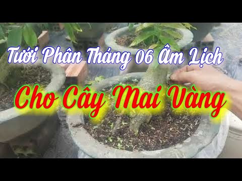 Tưới Phân Cho Mai - Tháng 06 Âm Lịch 😀