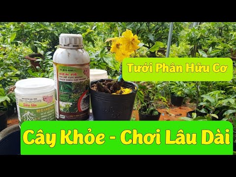 Tưới Phân Hữu Cơ Thường Xuyên Cho Mai Vàng - Giúp Cây Khỏe - Chơi Lâu Dài