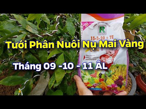 Tưới Phân Nuôi Nụ Mai Vàng 😀 Tháng 09 Âm Lịch