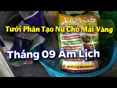 Tưới Phân Tạo Nụ Cho Mai Vàng 😀 Chăm Sóc Mai Vàng Tháng 09 Âm Lịch