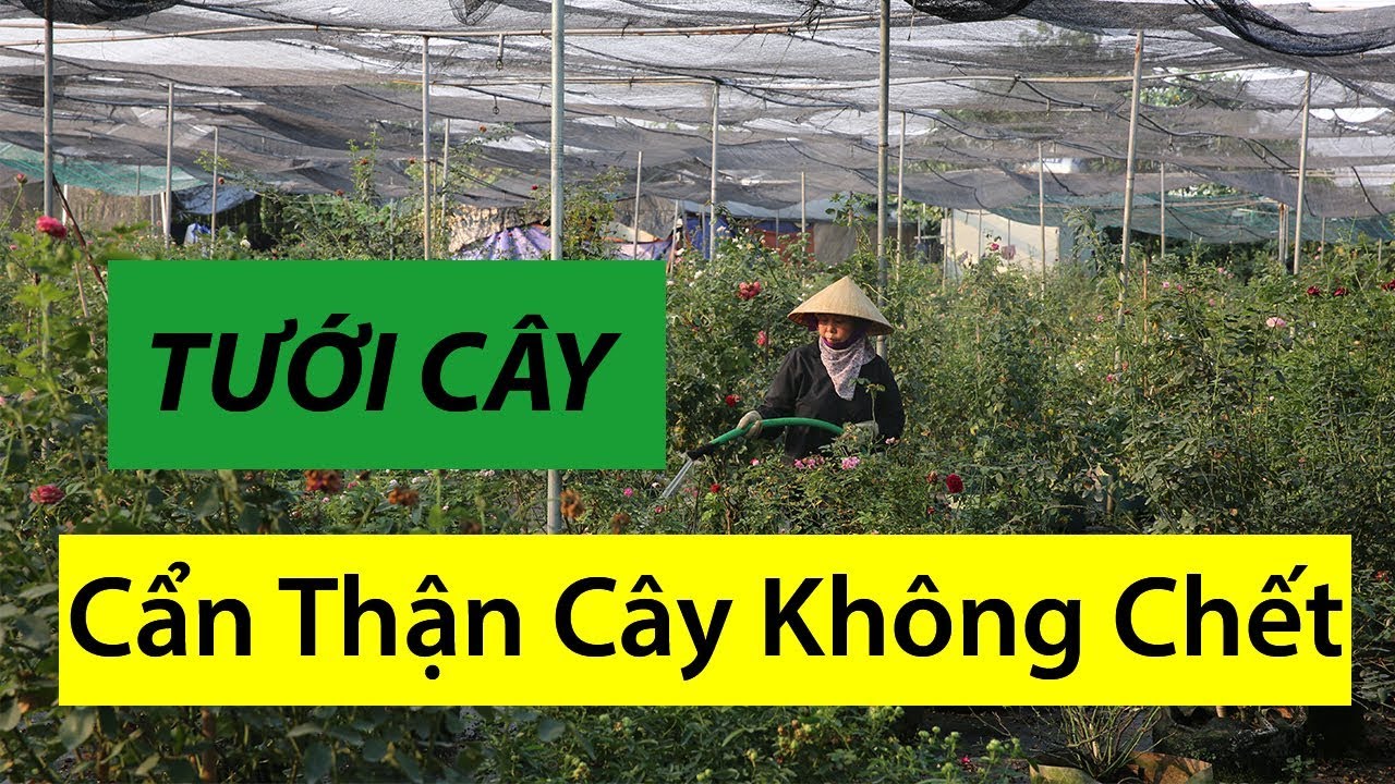 Tưới cây chăm sóc hoa hồng ngày hè | " CẨN THẬN KHÔNG CHẾT CÂY "