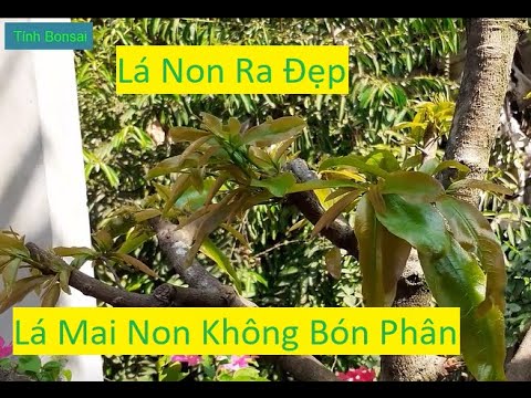 Tuyệt Đối Không Bón Phân Cho Mai Vàng Lúc Ra Lá Non | Tính Bonsai