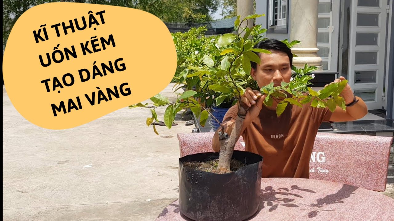 UỐN CÀNH MAI VÀNG | TẠO DÁNG MAI VÀNG BẰNG DÂY NHÔM (KẼM UỐN CÂY)