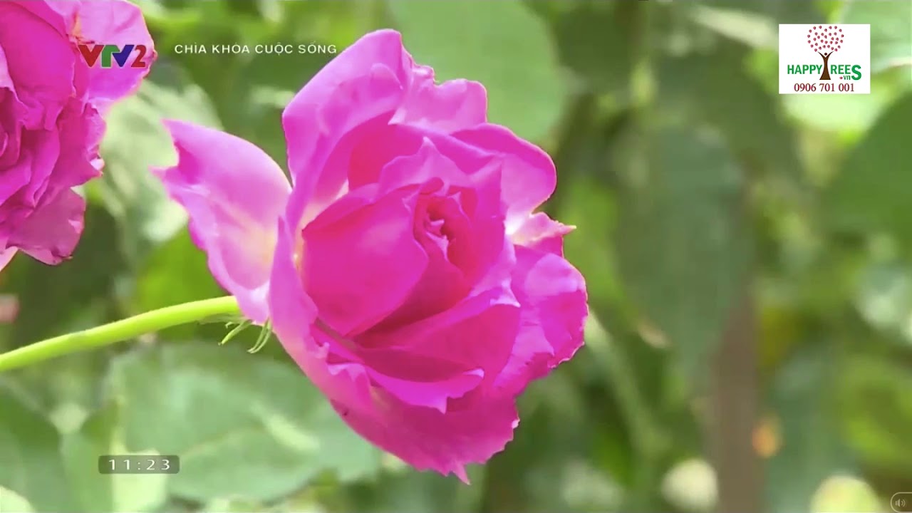 VTV2 |  Để có một Vườn Hồng đẹp thì chúng ta phải làm như thế nào?