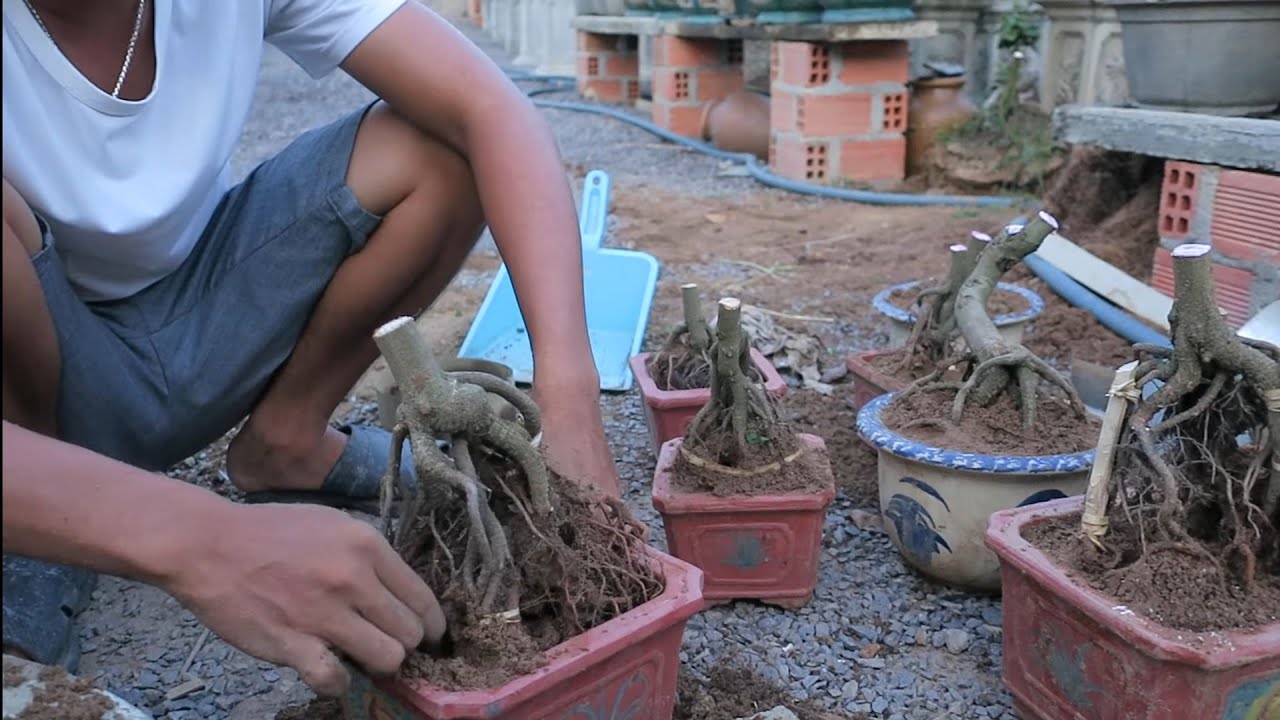 Vào chậu và giao lưu lô chân dài mini xinh xinh