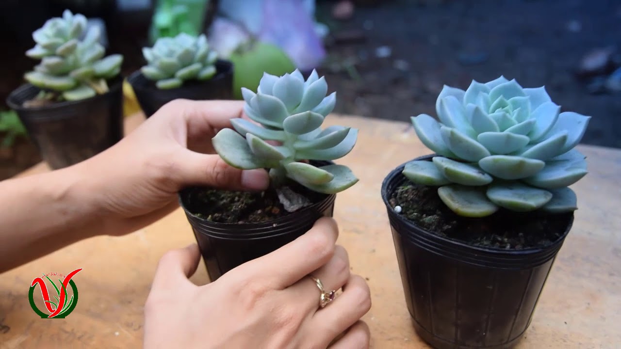 Vuki Garden| Hướng dẫn chăm sóc sen đá | Sen đá Bông Hồng Trắng (How to take care of succulents)