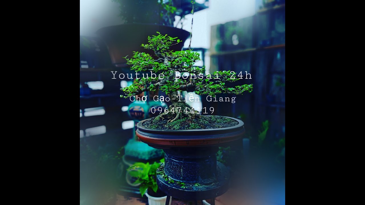 Vườn Bonsai 24h