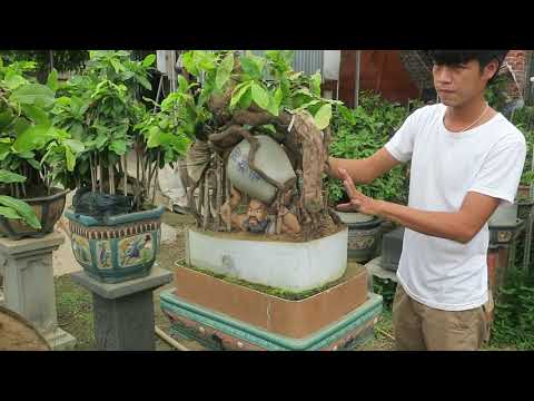 Vườn mai bonsai phối tượng đẹp của ông chú