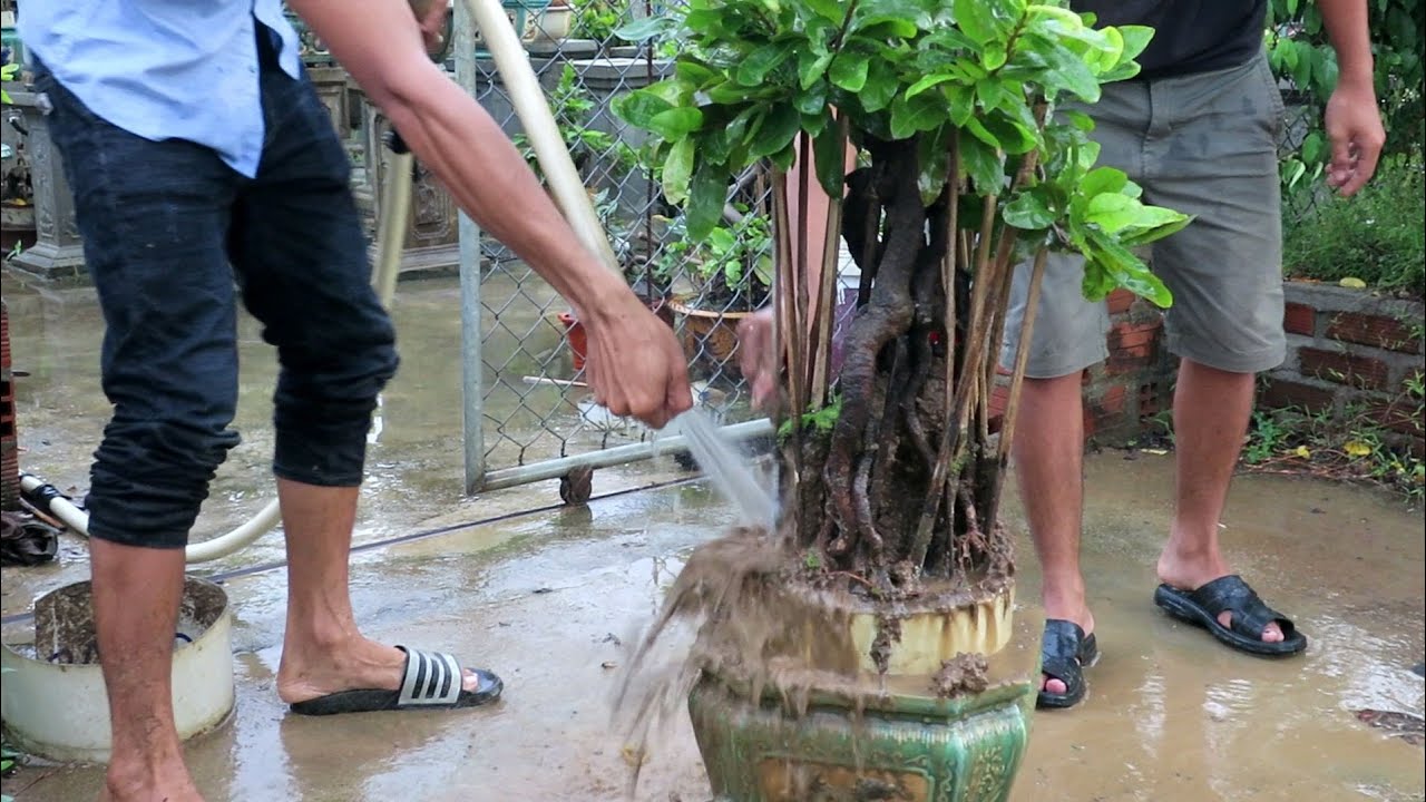 Xả be cho mai bonsai chân dài ngày mưa Bình Định