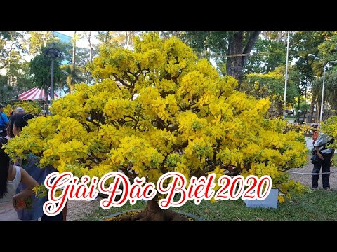 Xem Cây Mai Đạt Giải Đặc Biệt 🥰 Hội Hoa Xuân Tao Đàn 2020