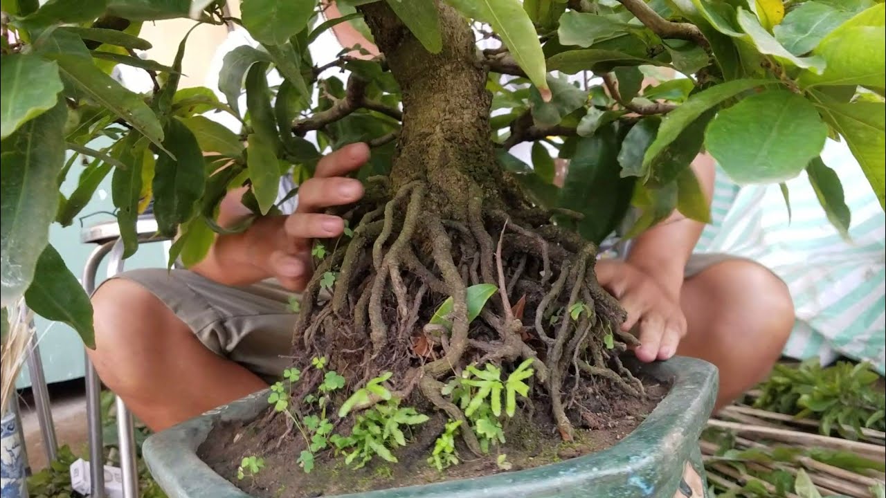 Xem cây mai bonsai chú Quý làm 4 năm đã được tháo ghim tre