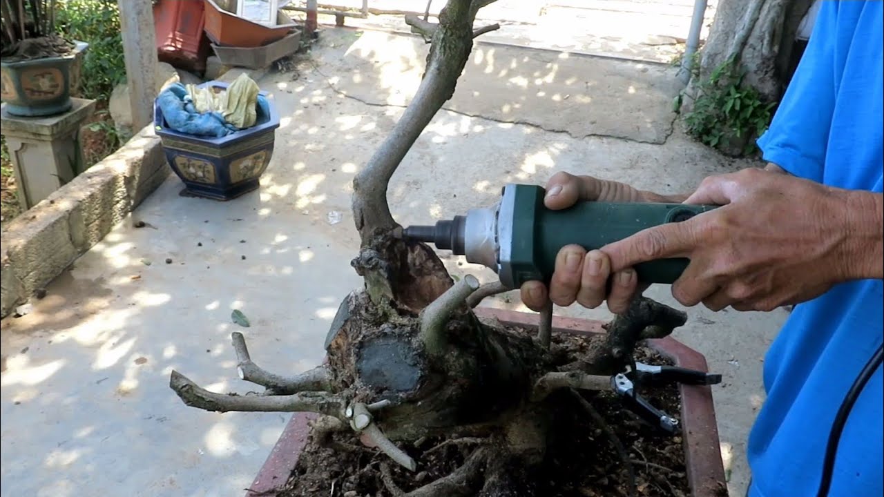 Xem chú 9 phá tàn cây mai ghép tạo dáng bonsai mới