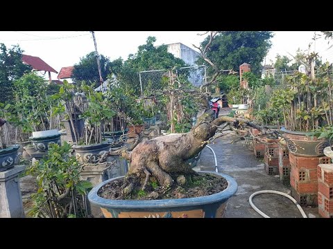 Xuống lá sớm vài gốc mai bonsai chân dài