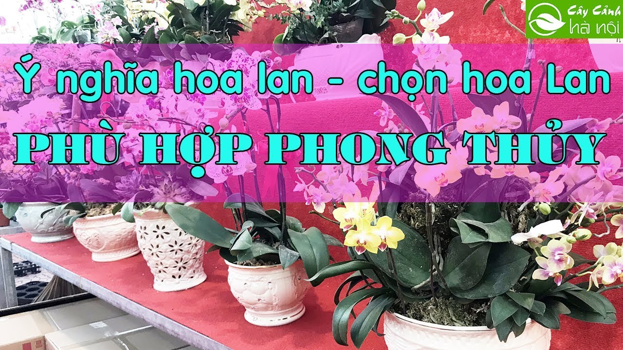 Ý nghĩa hoa lan – Chọn loại hoa lan phù hợp theo phong thủy