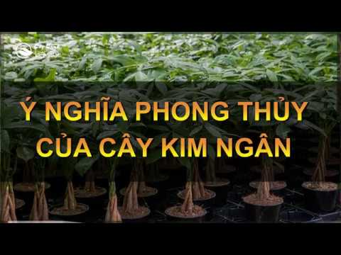 Ý nghĩa phong thủy của cây Kim ngân