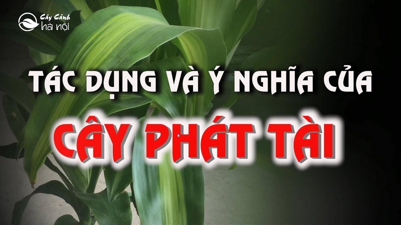 Ý nghĩa và tác dụng của cây phát tài