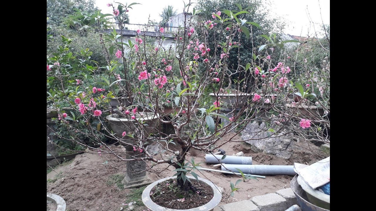 cách làm cho đào nở đúng tết - How to make peach blossoms bloom on Tet holiday