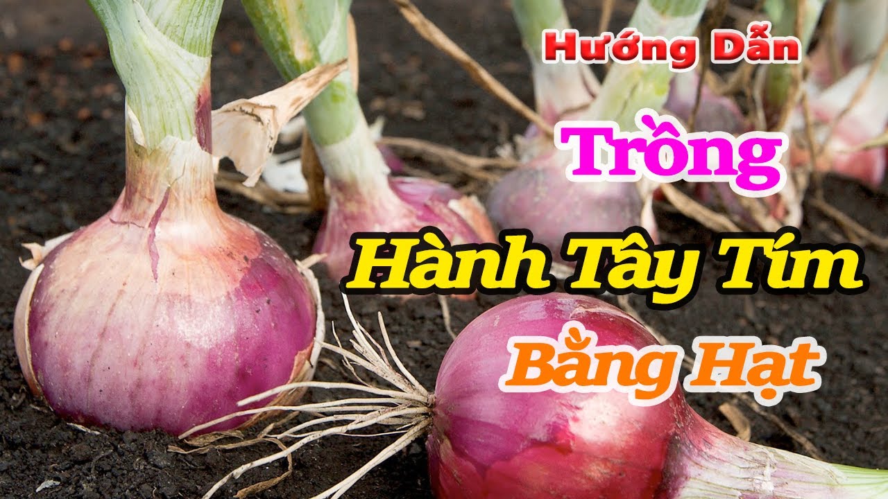 cách trồng hành tây tím bằng hạt