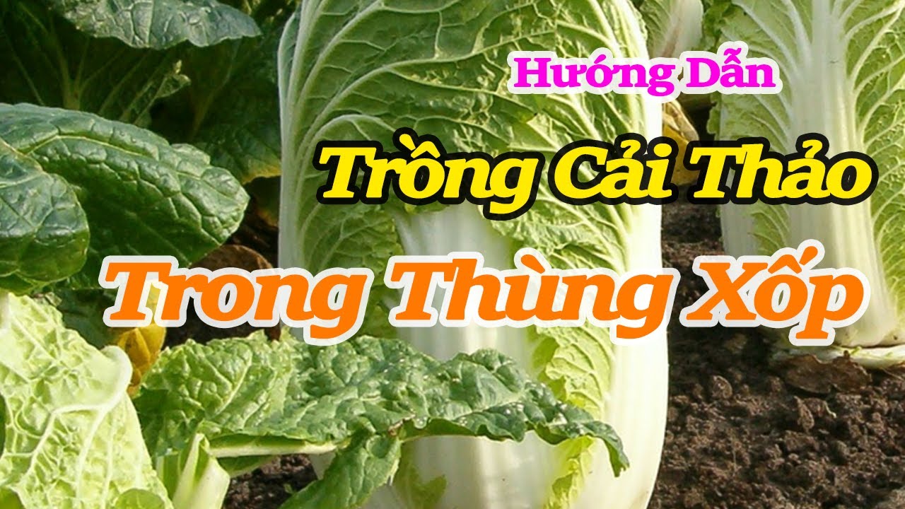 cách trồng rau cải thảo bằng hạt trong thùng xốp