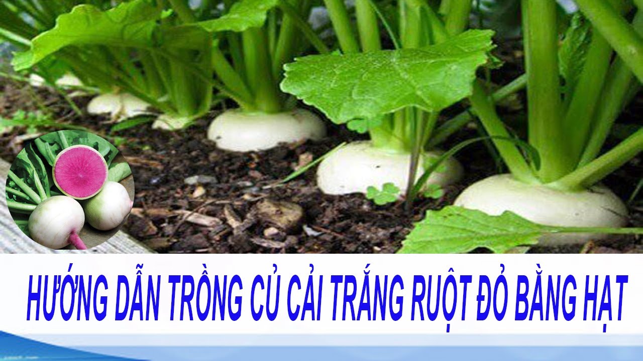 hướng dẫn trồng củ cải trắng ruột đỏ