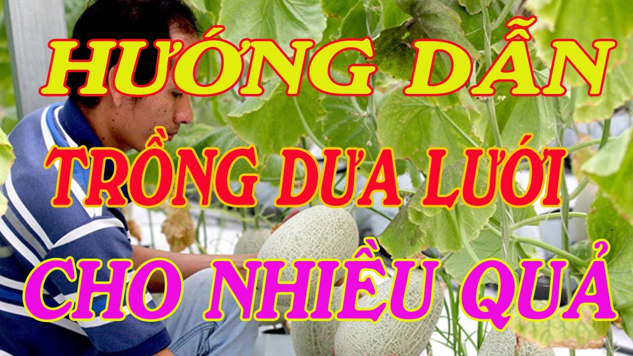 hướng dẫn trồng dưa lưới cho sai quả